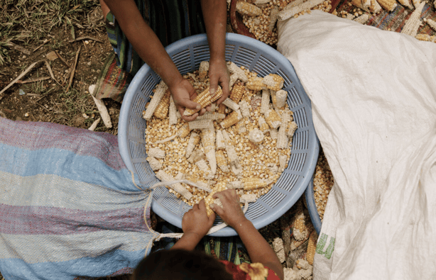 familias trabajando maíz